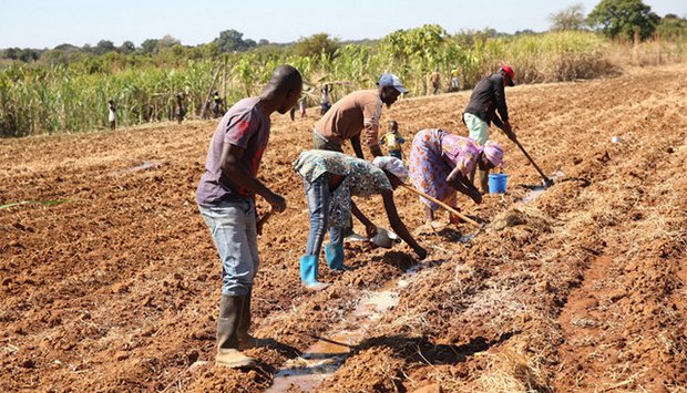 reclusos_na_agricultura_14662210445ff219a732f8c